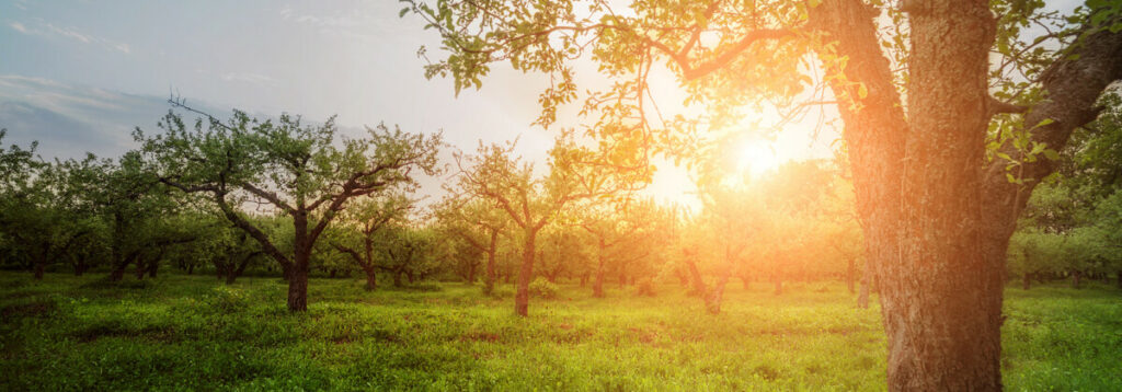 Hinter der Streuobstwiese geht langsam die Sonne unter und scheint durch die alten Apfelbäume.